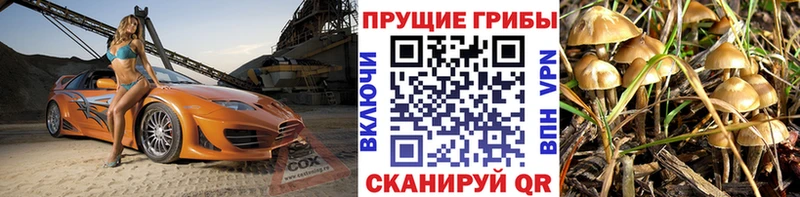 наркотики  Вязники  Псилоцибиновые грибы Psilocybine cubensis 